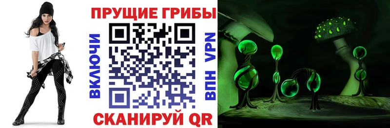 Галлюциногенные грибы Cubensis  гидра маркетплейс  Грозный  продажа наркотиков 