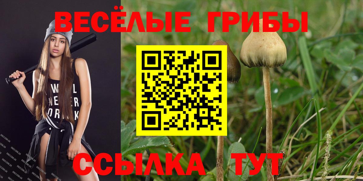 Псилоцибиновые грибы мицелий  Вход с VPN  Грозный 